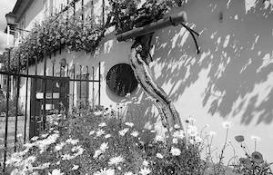 Stara trta Älteste Rebe der Welt in Maribor, Slowenien